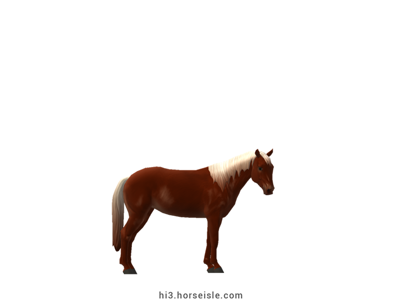 Small Belgian Riding Pony Flaxen Liver Chestnut Coat
